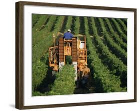 Harvesting Grapes, Near Castillon, Gironde, Aquitaine, France-Michael Busselle-Framed Photographic Print