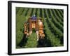 Harvesting Grapes, Near Castillon, Gironde, Aquitaine, France-Michael Busselle-Framed Photographic Print