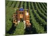 Harvesting Grapes, Near Castillon, Gironde, Aquitaine, France-Michael Busselle-Mounted Photographic Print