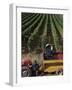 Harvesting Grapes, St. Emilion Area, Aquitaine, France-Adam Woolfitt-Framed Photographic Print