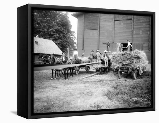 Harvesting Hay, Circa 1909-Asahel Curtis-Framed Stretched Canvas