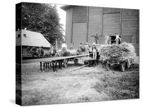 Harvesting Hay, Circa 1909-Asahel Curtis-Stretched Canvas