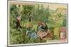 Harvesting Hops in French Switzerland-null-Mounted Giclee Print