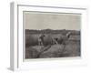 Harvesting in Japan-null-Framed Giclee Print