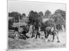 Harvesting in Kent with a Pair of Shire Horses-null-Mounted Art Print