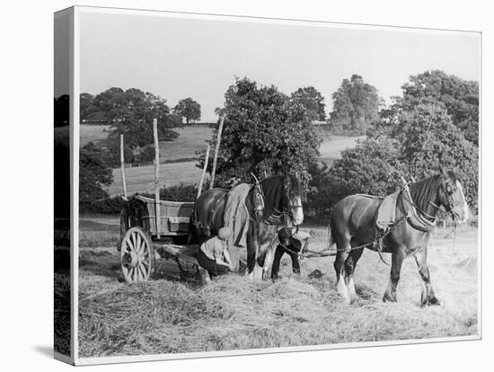 Harvesting in Kent with a Pair of Shire Horses-null-Stretched Canvas