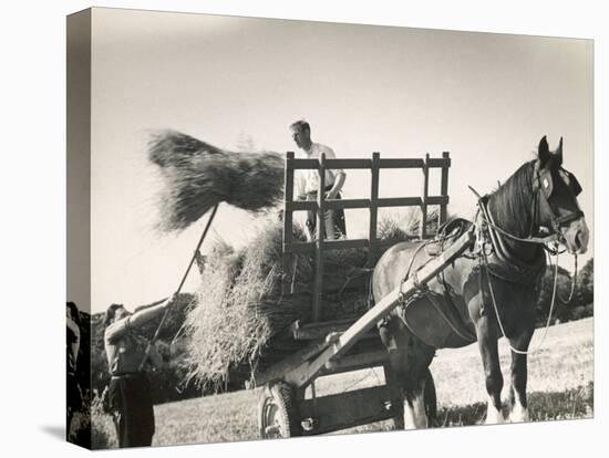 Harvesting in Sussex with a Shire Horse and Cart-null-Stretched Canvas