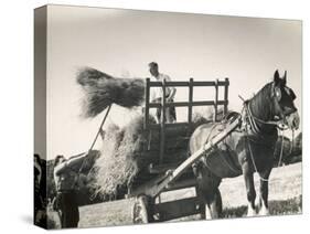 Harvesting in Sussex with a Shire Horse and Cart-null-Stretched Canvas