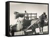 Harvesting in Sussex with a Shire Horse and Cart-null-Framed Stretched Canvas