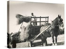 Harvesting in Sussex with a Shire Horse and Cart-null-Stretched Canvas