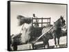 Harvesting in Sussex with a Shire Horse and Cart-null-Framed Stretched Canvas