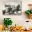Harvesting in Sussex with a Shire Horse and Cart-null-Stretched Canvas displayed on a wall