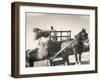 Harvesting in Sussex with a Shire Horse and Cart-null-Framed Premium Photographic Print