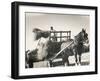 Harvesting in Sussex with a Shire Horse and Cart-null-Framed Premium Photographic Print