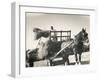 Harvesting in Sussex with a Shire Horse and Cart-null-Framed Premium Photographic Print