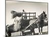 Harvesting in Sussex with a Shire Horse and Cart-null-Mounted Premium Photographic Print