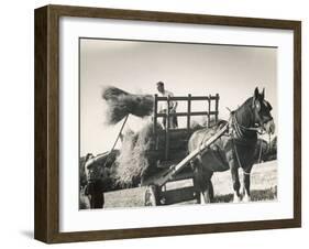 Harvesting in Sussex with a Shire Horse and Cart-null-Framed Photographic Print