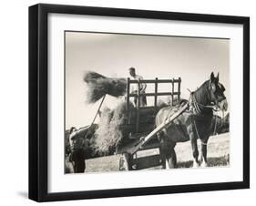 Harvesting in Sussex with a Shire Horse and Cart-null-Framed Photographic Print