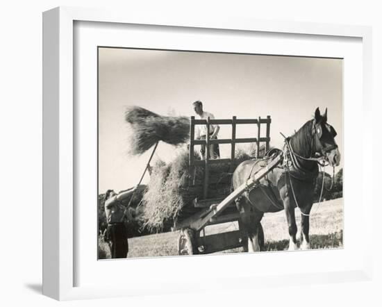 Harvesting in Sussex with a Shire Horse and Cart-null-Framed Photographic Print