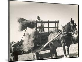 Harvesting in Sussex with a Shire Horse and Cart-null-Mounted Photographic Print