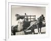 Harvesting in Sussex with a Shire Horse and Cart-null-Framed Photographic Print