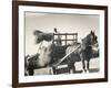 Harvesting in Sussex with a Shire Horse and Cart-null-Framed Photographic Print