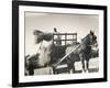 Harvesting in Sussex with a Shire Horse and Cart-null-Framed Photographic Print