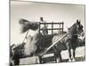 Harvesting in Sussex with a Shire Horse and Cart-null-Mounted Photographic Print