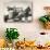 Harvesting in Sussex with a Shire Horse and Cart-null-Photographic Print displayed on a wall