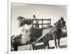 Harvesting in Sussex with a Shire Horse and Cart-null-Framed Photographic Print