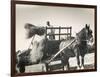 Harvesting in Sussex with a Shire Horse and Cart-null-Framed Photographic Print