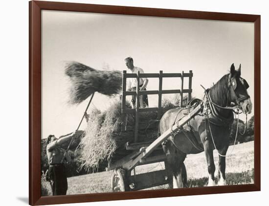 Harvesting in Sussex with a Shire Horse and Cart-null-Framed Photographic Print