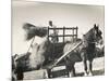 Harvesting in Sussex with a Shire Horse and Cart-null-Mounted Photographic Print
