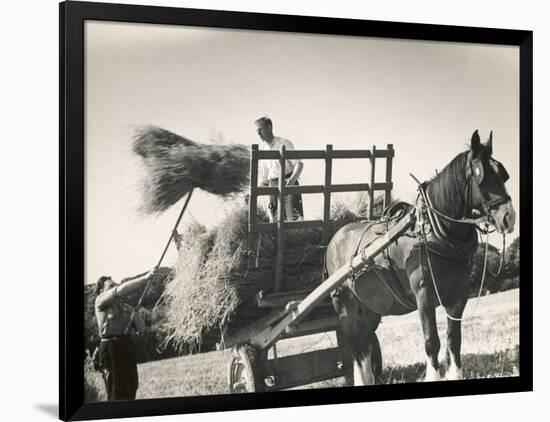 Harvesting in Sussex with a Shire Horse and Cart-null-Framed Photographic Print