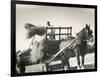 Harvesting in Sussex with a Shire Horse and Cart-null-Framed Photographic Print