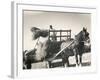 Harvesting in Sussex with a Shire Horse and Cart-null-Framed Photographic Print