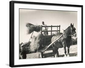 Harvesting in Sussex with a Shire Horse and Cart-null-Framed Photographic Print