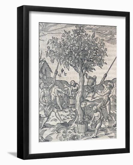 Harvesting of Pepper on Island of Java, Engraving from Universal Cosmology by Andre Thevet-null-Framed Giclee Print