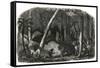 Harvesting of rubber in the forests of Brazil-French School-Framed Stretched Canvas