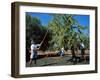 Harvesting Olives in Grove, Puglia, Italy-Oliviero Olivieri-Framed Photographic Print