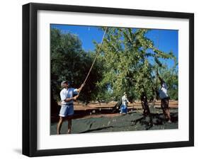 Harvesting Olives in Grove, Puglia, Italy-Oliviero Olivieri-Framed Photographic Print