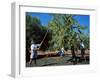 Harvesting Olives in Grove, Puglia, Italy-Oliviero Olivieri-Framed Photographic Print