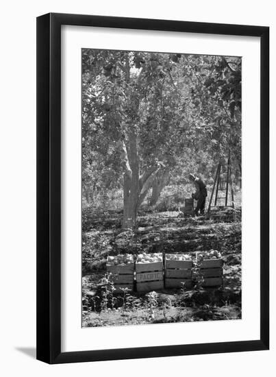 Harvesting Pears-Dorothea Lange-Framed Art Print