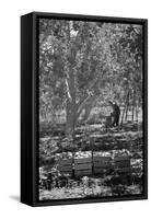 Harvesting Pears-Dorothea Lange-Framed Stretched Canvas