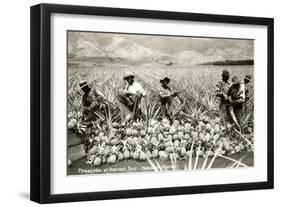 Harvesting Pineapples, Hawaii-null-Framed Art Print