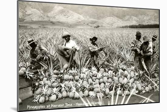 Harvesting Pineapples, Hawaii-null-Mounted Art Print