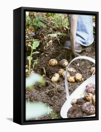 Harvesting Potatoes: Lifting Potatoes out of Ground with Fork-Linda Burgess-Framed Stretched Canvas