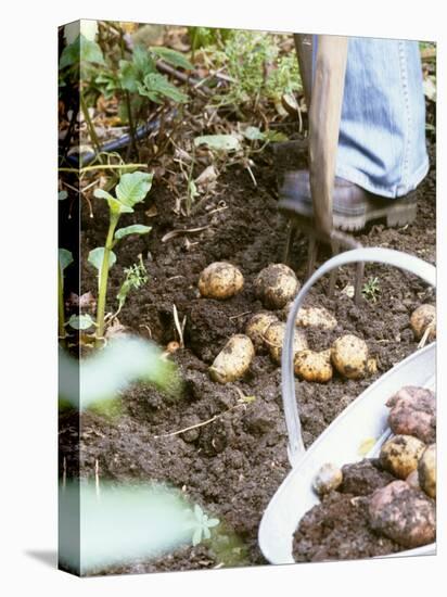Harvesting Potatoes: Lifting Potatoes out of Ground with Fork-Linda Burgess-Stretched Canvas