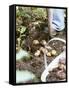 Harvesting Potatoes: Lifting Potatoes out of Ground with Fork-Linda Burgess-Framed Stretched Canvas