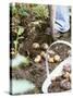 Harvesting Potatoes: Lifting Potatoes out of Ground with Fork-Linda Burgess-Stretched Canvas